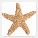 Recherche de poisson photographie Animal