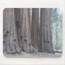 Suche nach mammutbaum mousepads Park