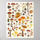 Suche nach weißer pilz poster Wald