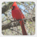 Recherche de cardinaux autocollants Nature
