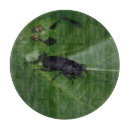 Suche nach käfer schneidebrettchen Insekten