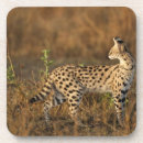 Recherche de masai mara dessous de verres Grand félin