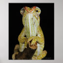 Recherche de caméléon art Sang froid