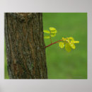 Suche nach heuschrecke poster Natur