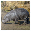Recherche de hippo carreaux Faune
