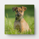 Suche nach terrier fotoplatten Welpe