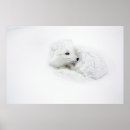Recherche de carnivore posters Camouflage
