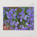 Suche nach phlox postkarten Lila