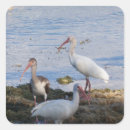 Suche nach bucht aufkleber Vogelvogel