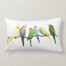 Recherche de perruches coussins Oiseaux