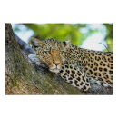 Recherche de léopard posters Animal sauvage