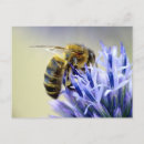 Recherche de abeille fleur cartes postales Insecte