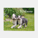 Recherche de chiot de terrier de boston Chien