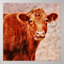 Suche nach angus kuh poster Ranch