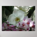 Recherche de orchidée blanche posters Orchidées blanches