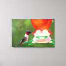 Suche nach kolibris leinwandbilder Natur