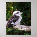 Suche nach kookaburra poster Tiere