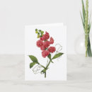 Suche nach süße erbsen karten Blüten