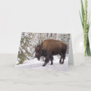Suche nach bison karten Tier