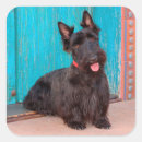 Suche nach scottish terrier aufkleber Schwarz