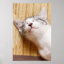 Recherche de chaton de sommeil Vue courbe