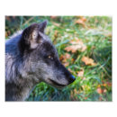 Recherche de photographie de loup posters Nature