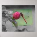 Suche nach rote libelle Tier