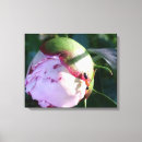Suche nach rotes schwarzes blumen Bunt