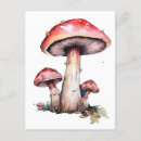 Suche nach roter pilz postkarten Pilze