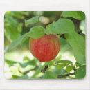 Suche nach rote früchte mousepads Foto
