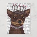 Recherche de chihuahua Steampunk