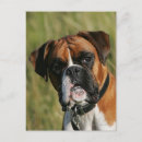 Recherche de chien boxeur cartes postales Headshot