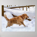 Suche nach goldener hund poster Haustiere