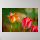 Suche nach gelbe tulpen poster Blume