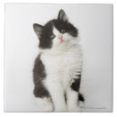 Recherche de chaton carreaux Félin