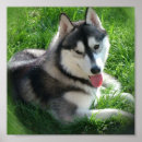 Suche nach schlittenhunde poster Husky