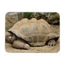 Recherche de tortue magnets Reptile