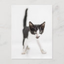 Suche nach katzen als menschen postkarten Fotografie