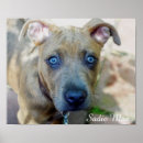 Suche nach pit bull poster Hund