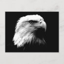 Recherche de aigle blanc cartes postales Patriotique