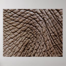 Suche nach graue elefanten poster Natur