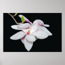Suche nach weiße magnolien poster Magnolienbaum