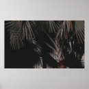 Suche nach nah poster Fotografie
