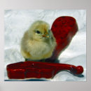 Recherche de poussette posters Poulet
