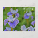 Recherche de iris bleu cartes postales Fleur