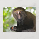 Recherche de visage de singe cartes postales Primate
