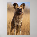 Suche nach namibia poster Wildtiere