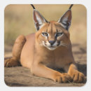 Recherche de chat sauvage autocollants Savane