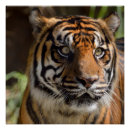 Recherche de yeux de tigre posters Animal