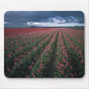 Suche nach rotes tulpe mousepads Niemand